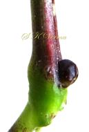  Petiolar gland